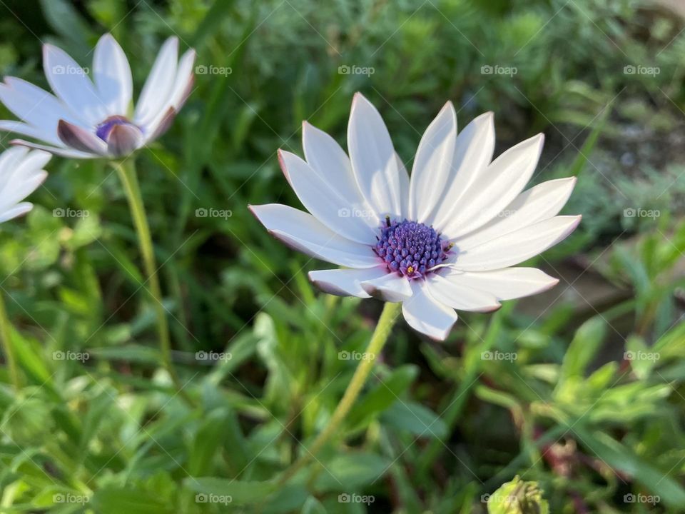 Beautiful Cornish daisies 