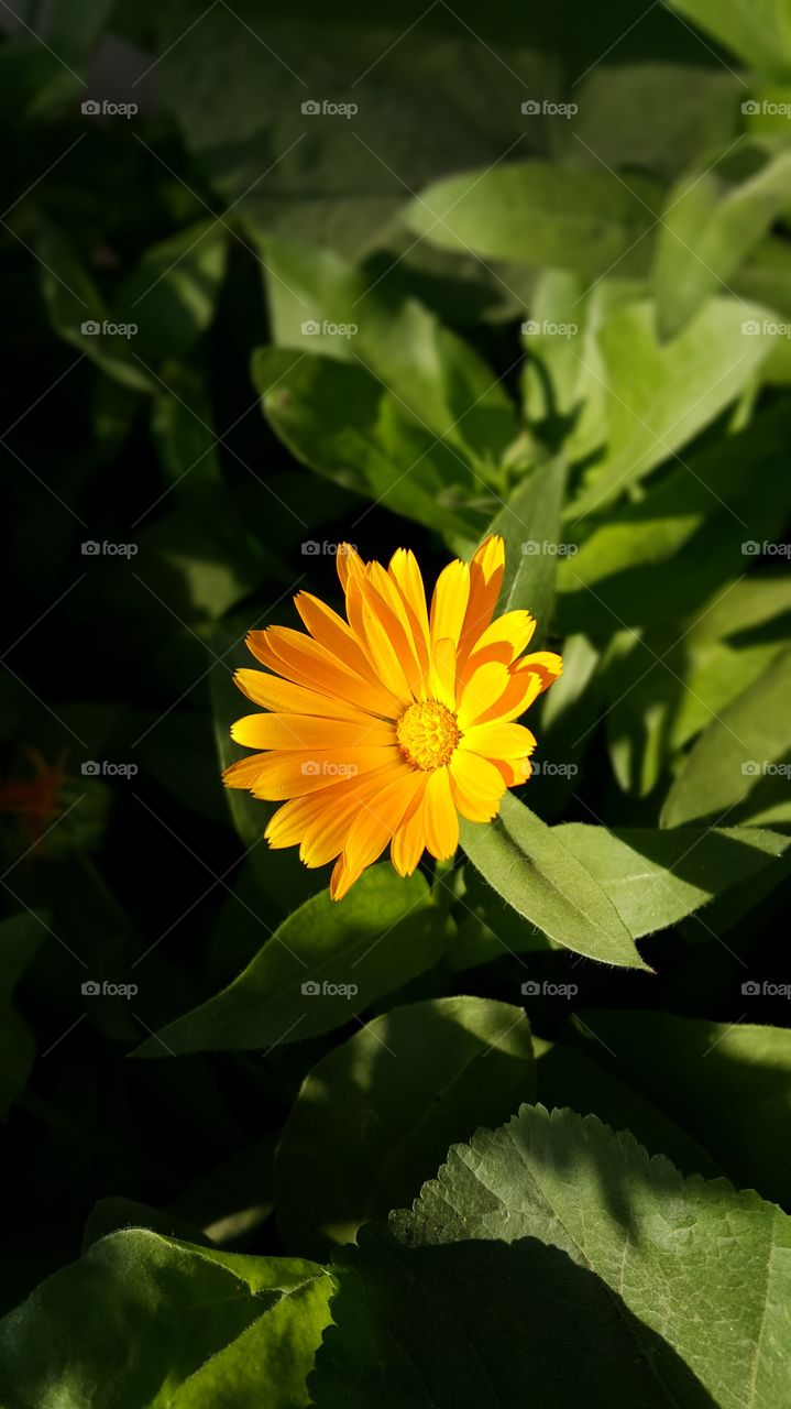 Yellow Spring Flower