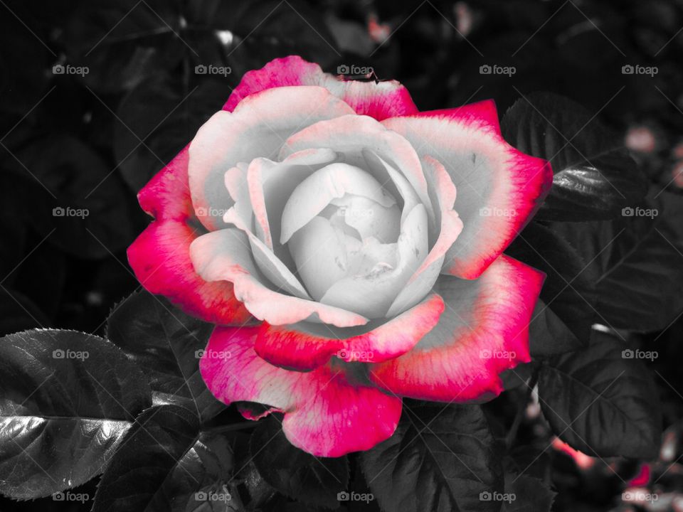 Pink Rose