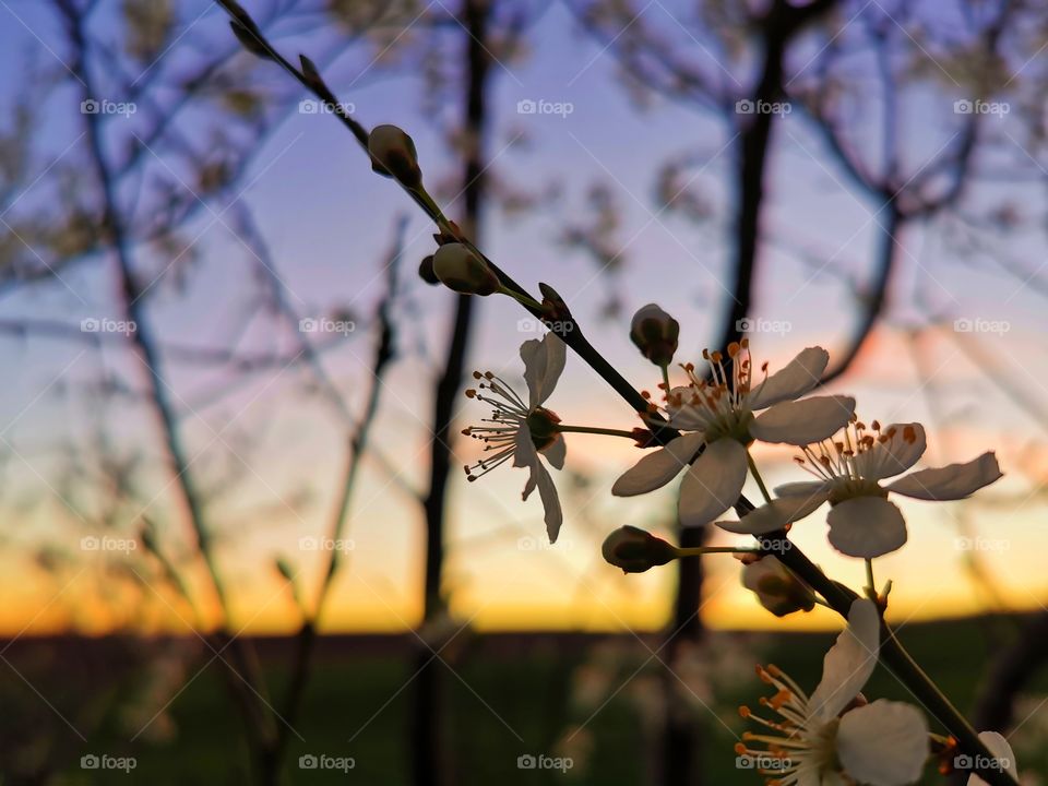 Spring sunset