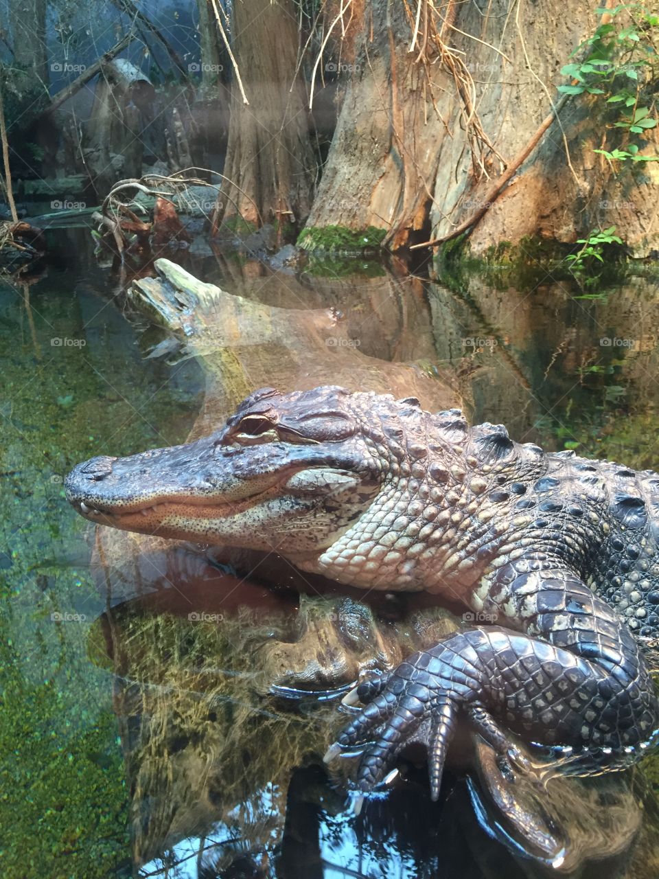 Crocodile on a log