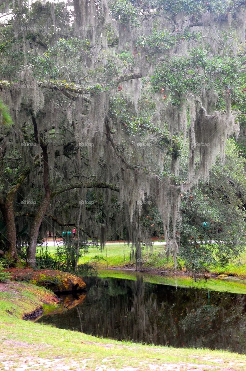 Spanish moss