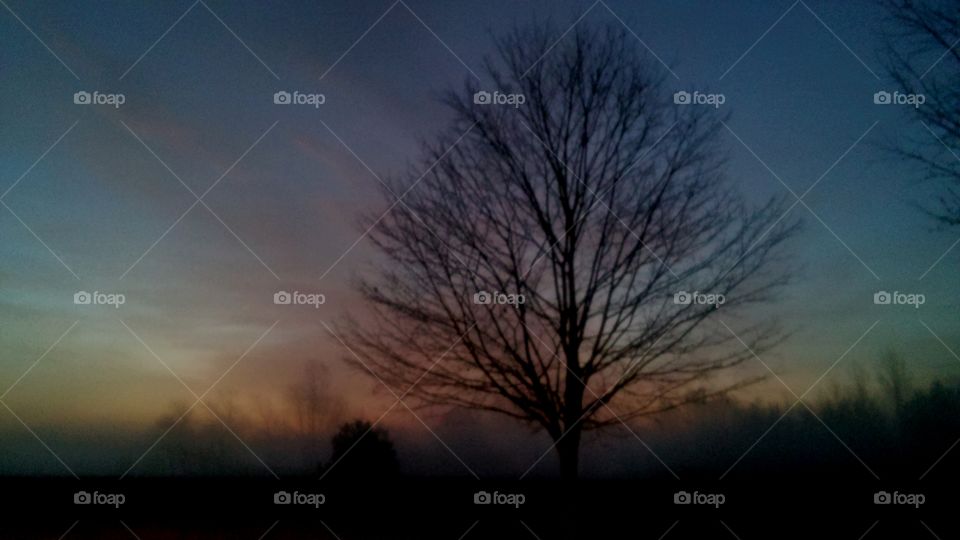 Dawn, No Person, Fog, Landscape, Tree