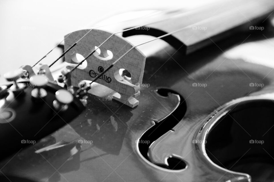 Violin 