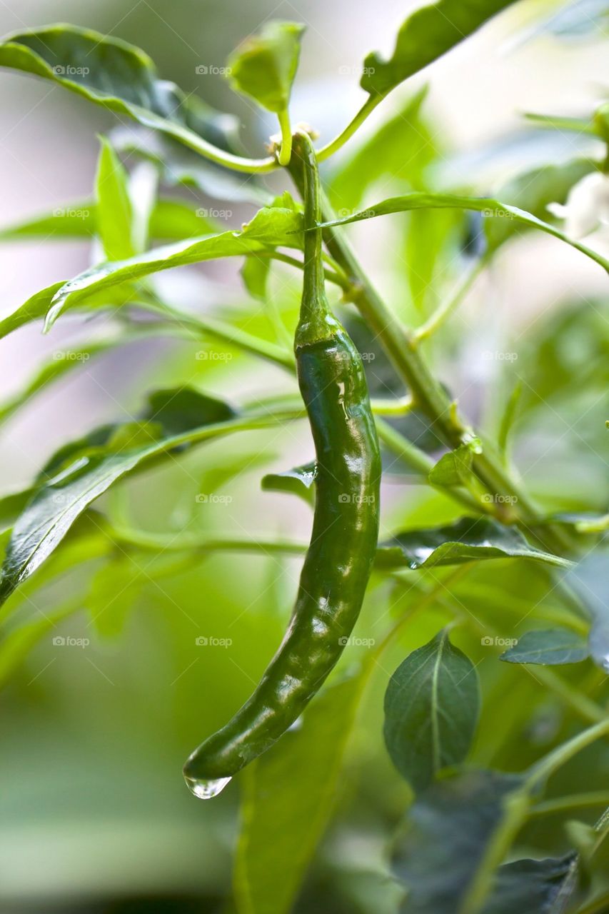 Green chili on plant 