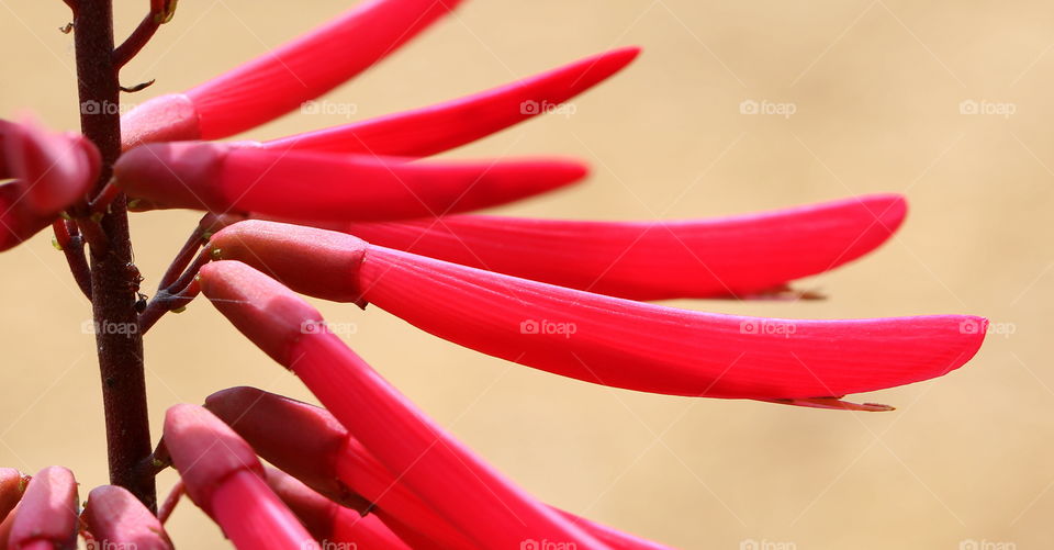 Arms of a red plant in macro setting with great details. These are native to Florida. 