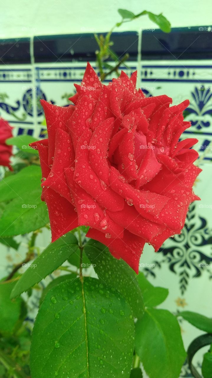 A Red Rose in the garden.