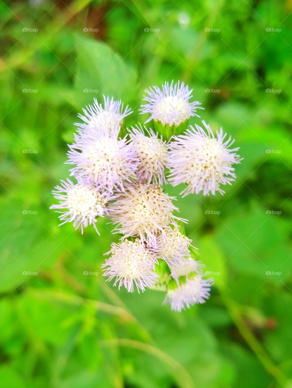 Wild flowers