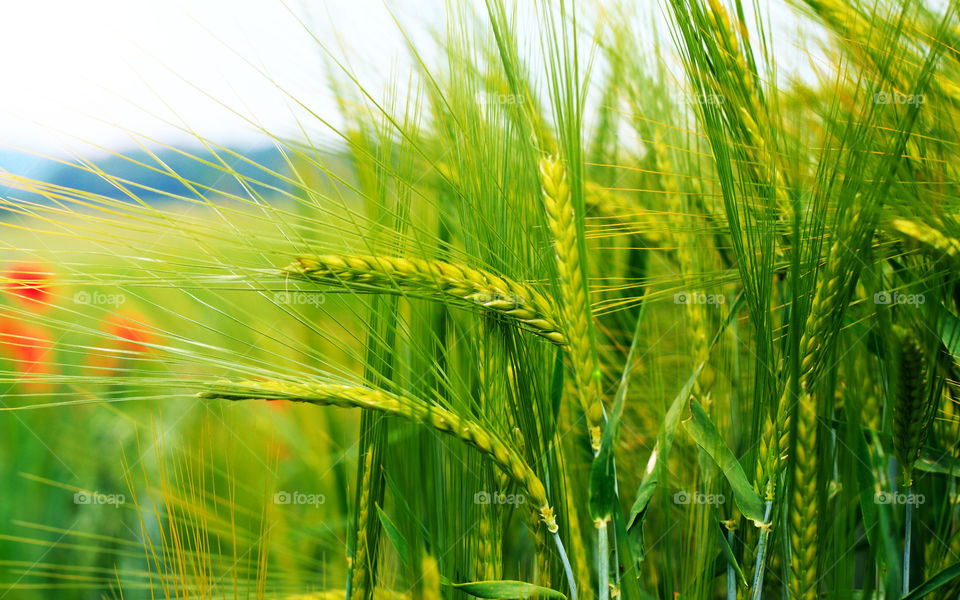 Cropping is one of the most basic photo manipulation processes, and it is carried out to remove an unwanted object or irrelevant noise from the periphery of a photograph, to change its aspect ratio, or to improve the overall composition.