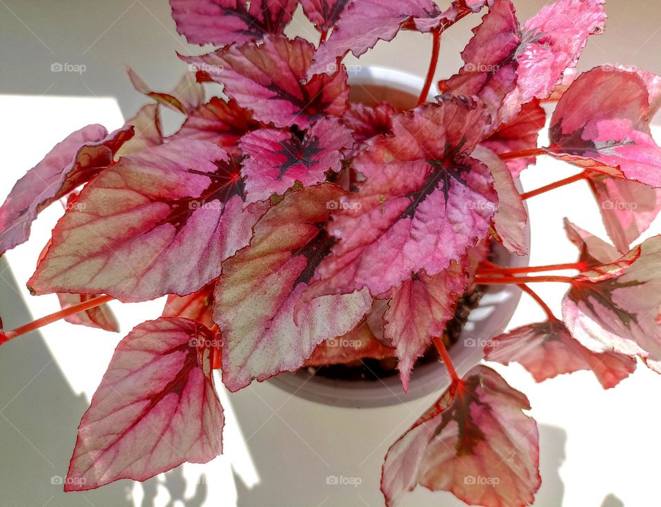 colour flowers in pot house plant, mobile photography