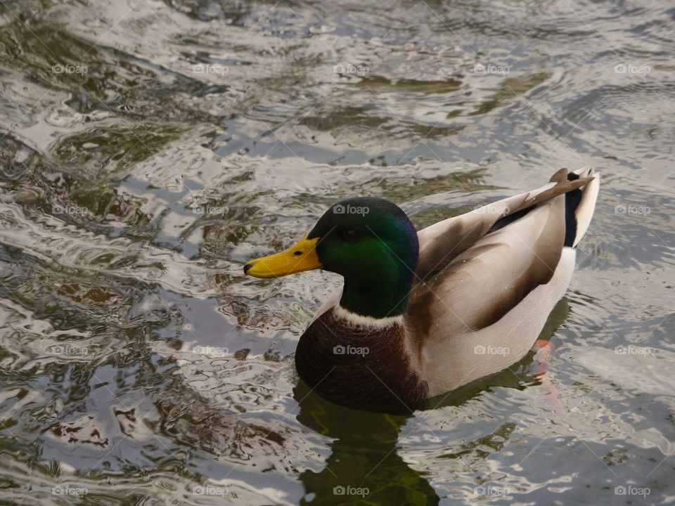 pato altivo