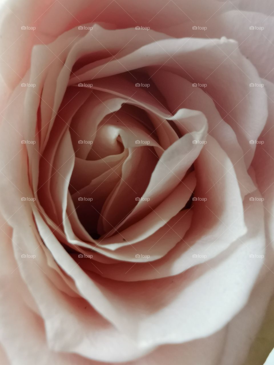 Jade's Rose, Hoddesdon, Hertfordshire