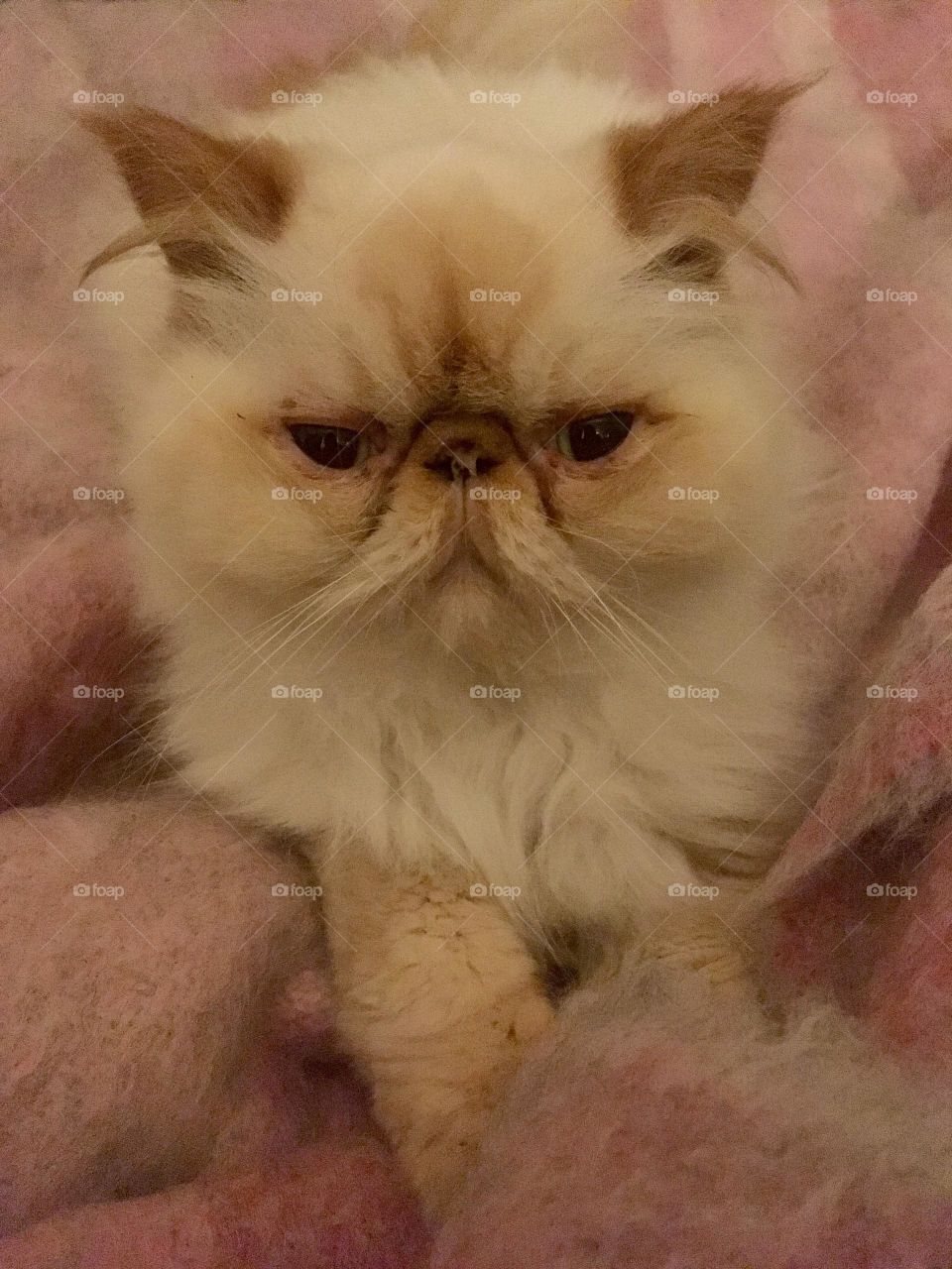 Persian cat exotic red tabby point white adult blue eyes pink blanket lovely sweet fur furry 