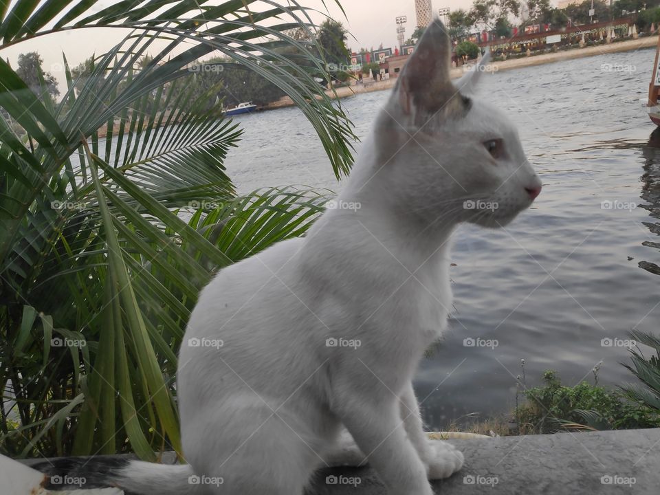 An Egyptian cat on the Nile