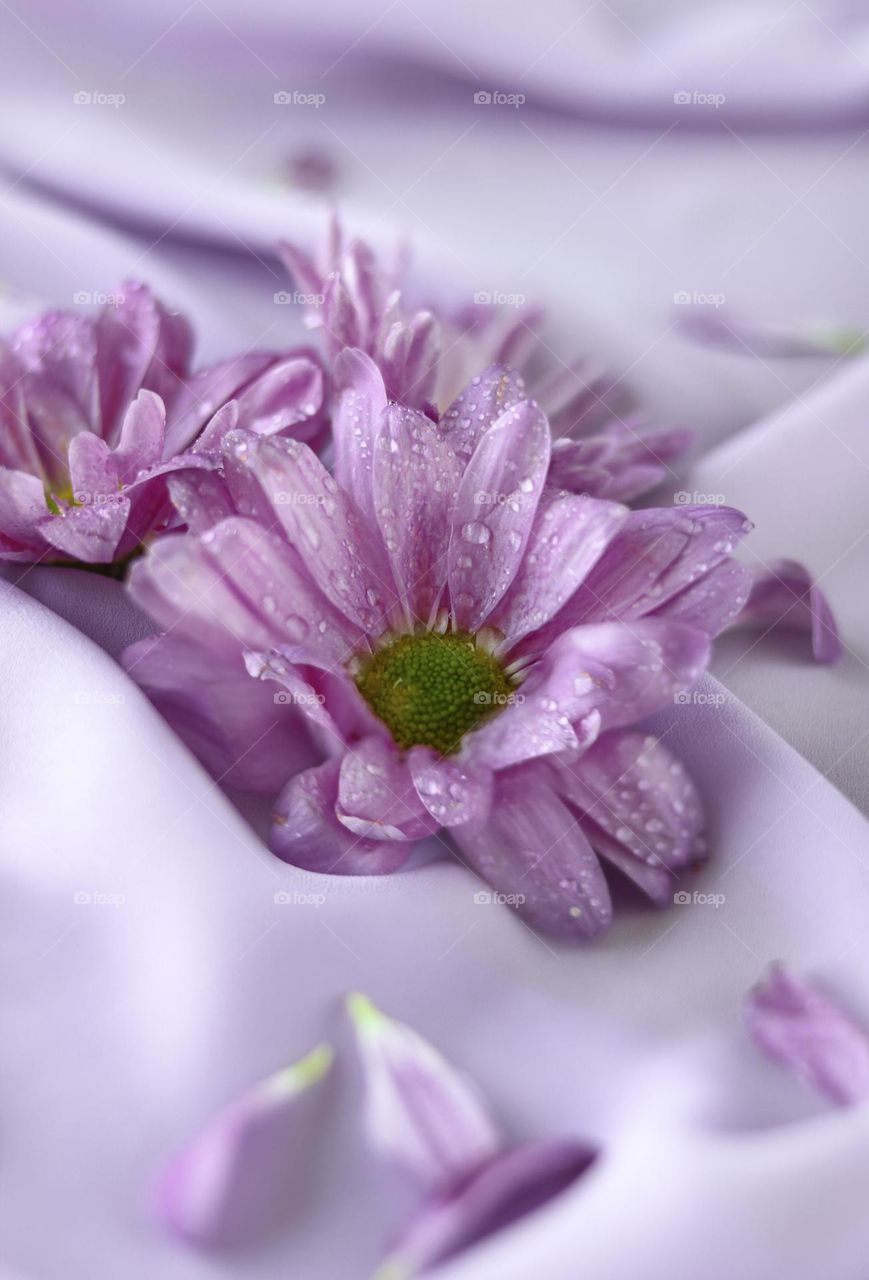 Pastel Purple Flowers