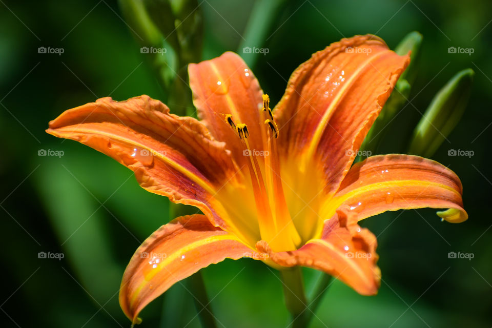 Orange day lily flower.
The one who brings a smile to a sad face is called a flower.  This is a very beautiful art of nature.  We should plant more and more flowers and plants so that other living beings can fill their stomach with those flowers.