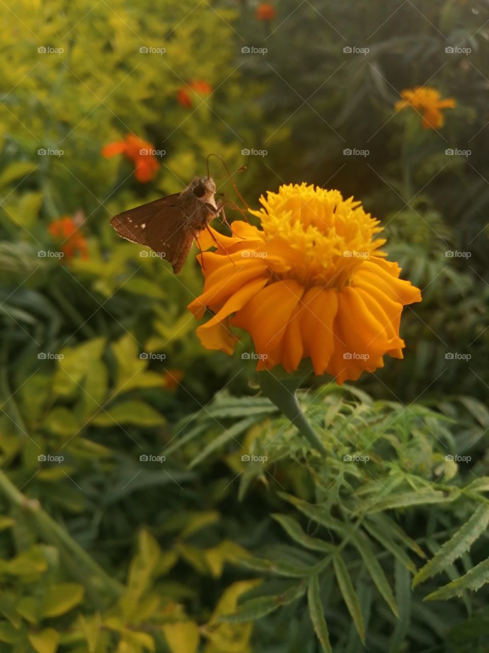 Flower, Nature, Butterfly, Garden, Summer