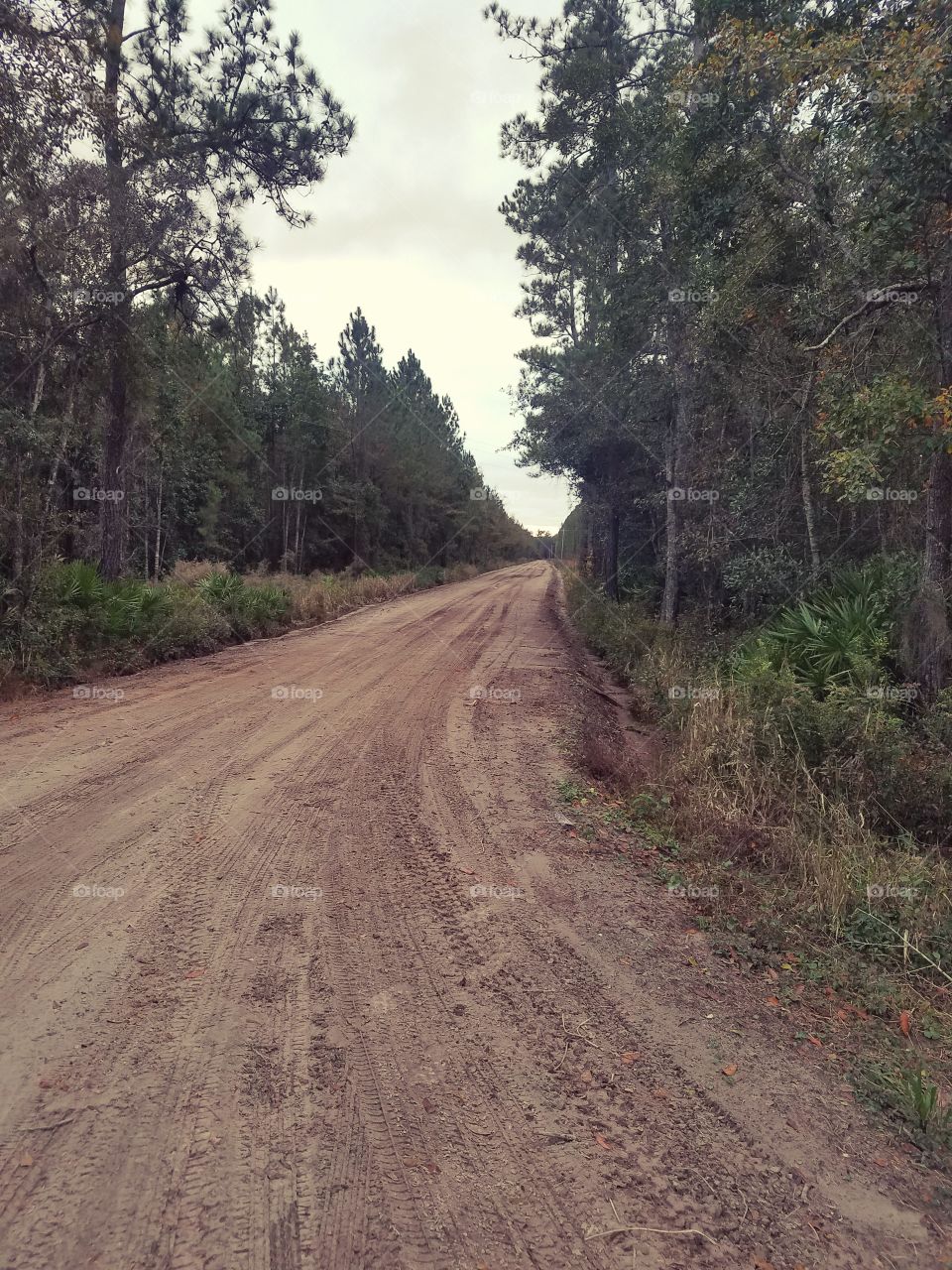 Lonely, deserted dirt road in rural South Carolina.