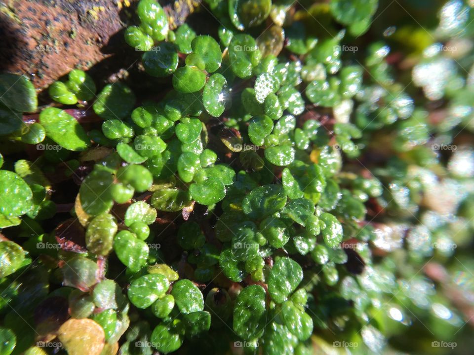 Bright undergrowth in forest