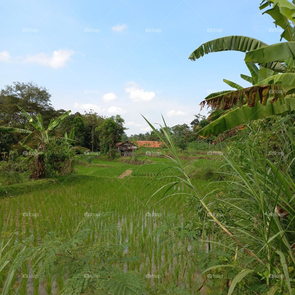 Views of rice fields with beautiful natural surroundings