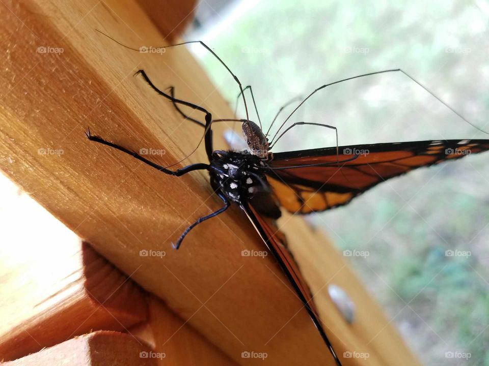 Insect, Butterfly, No Person, Nature, Wood