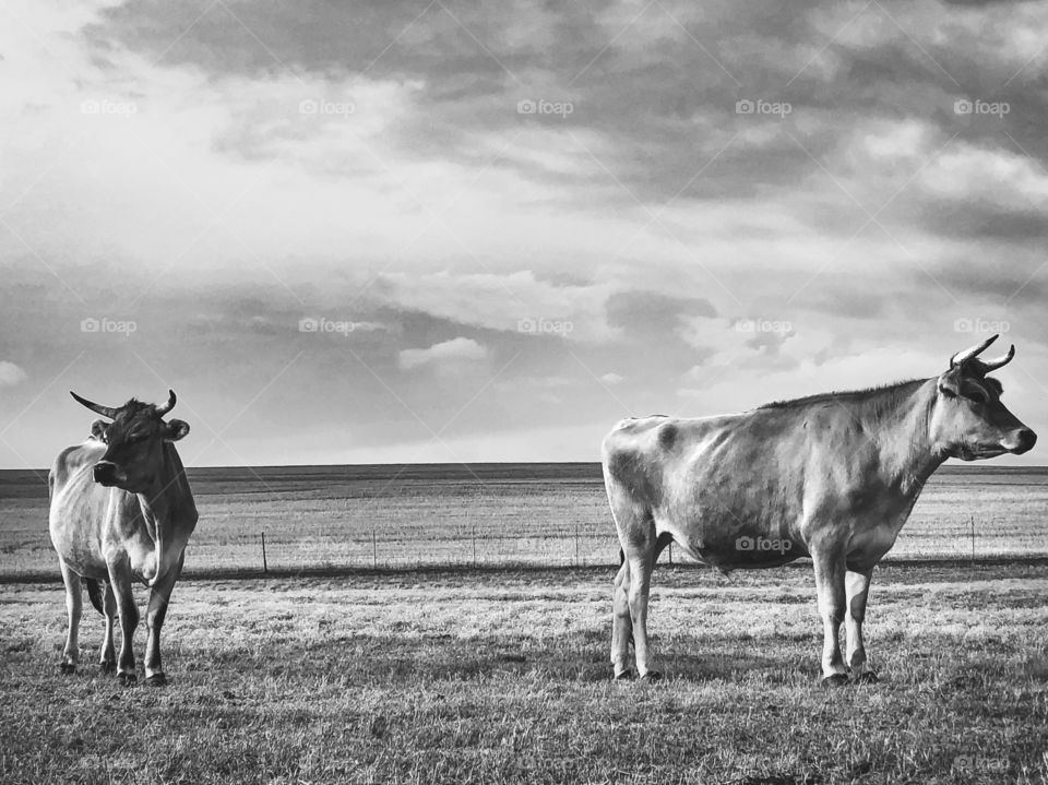 Grazers of black and white