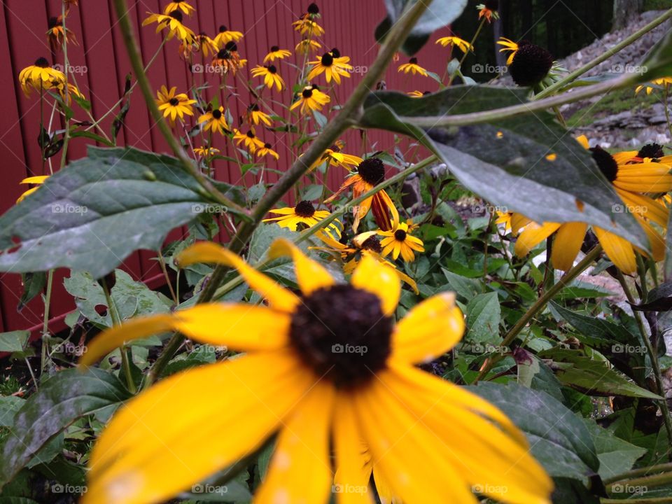 Black eyed Susan in the summer