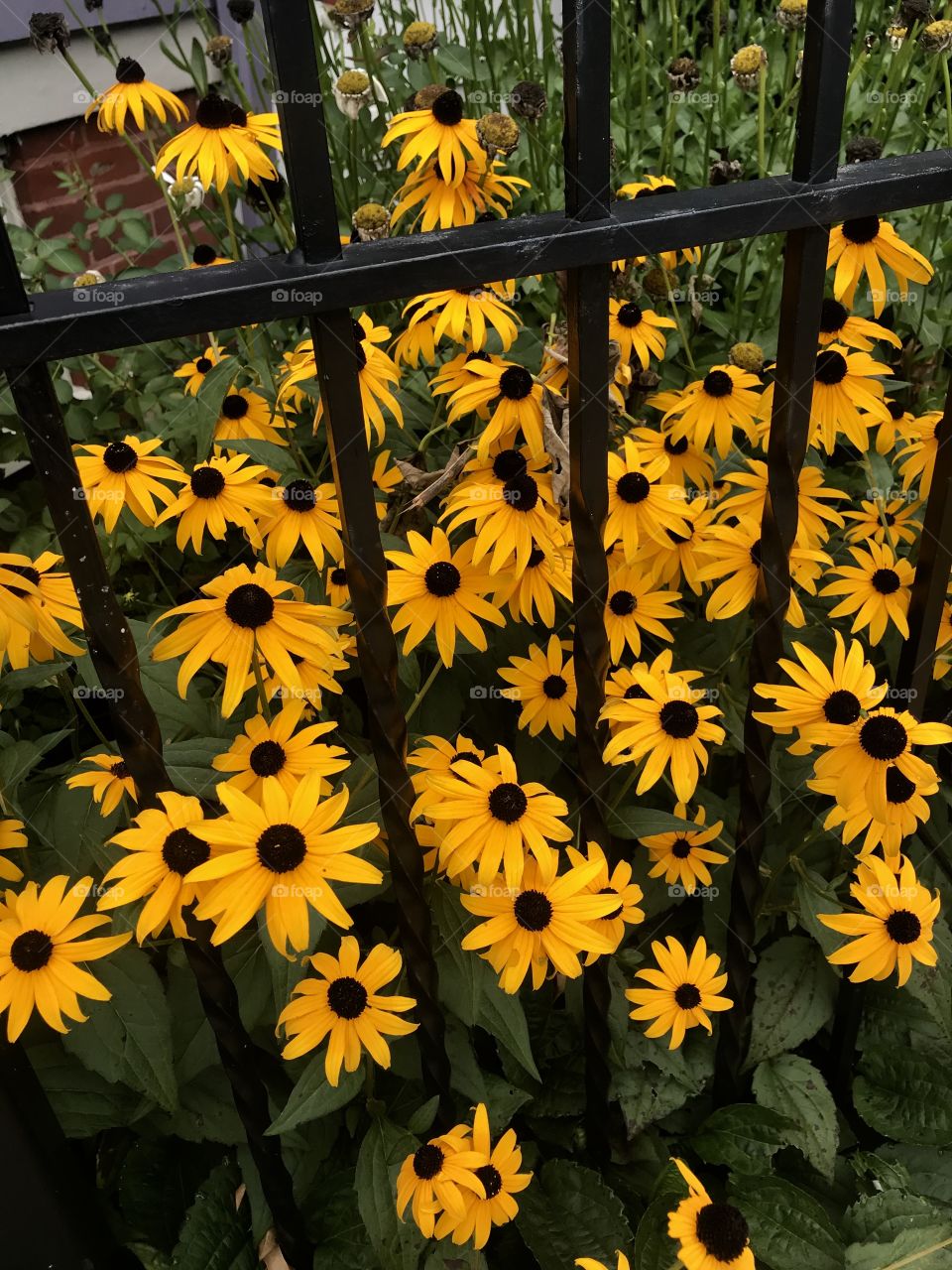 Yellow Flowers 