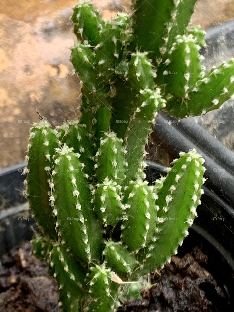 Cactus 