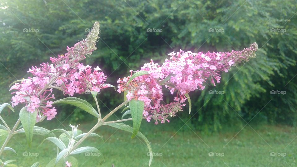 pink butterfly bush