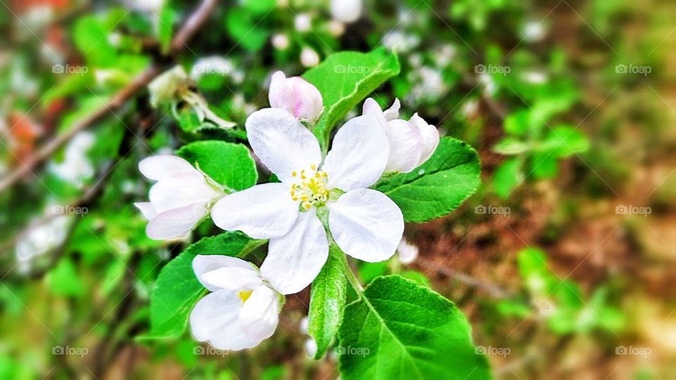 Spring Apple Blossoms . Hoping these aren't crabapples