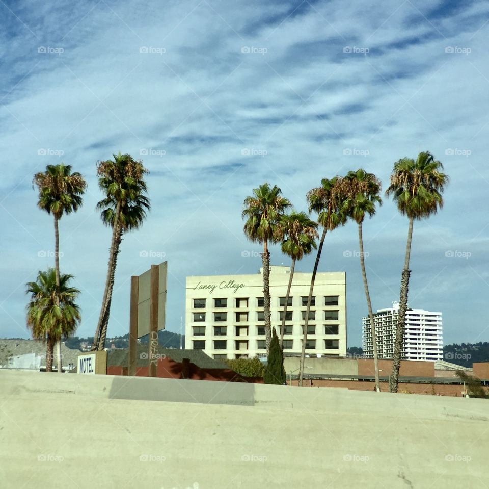 Building and palm trees 