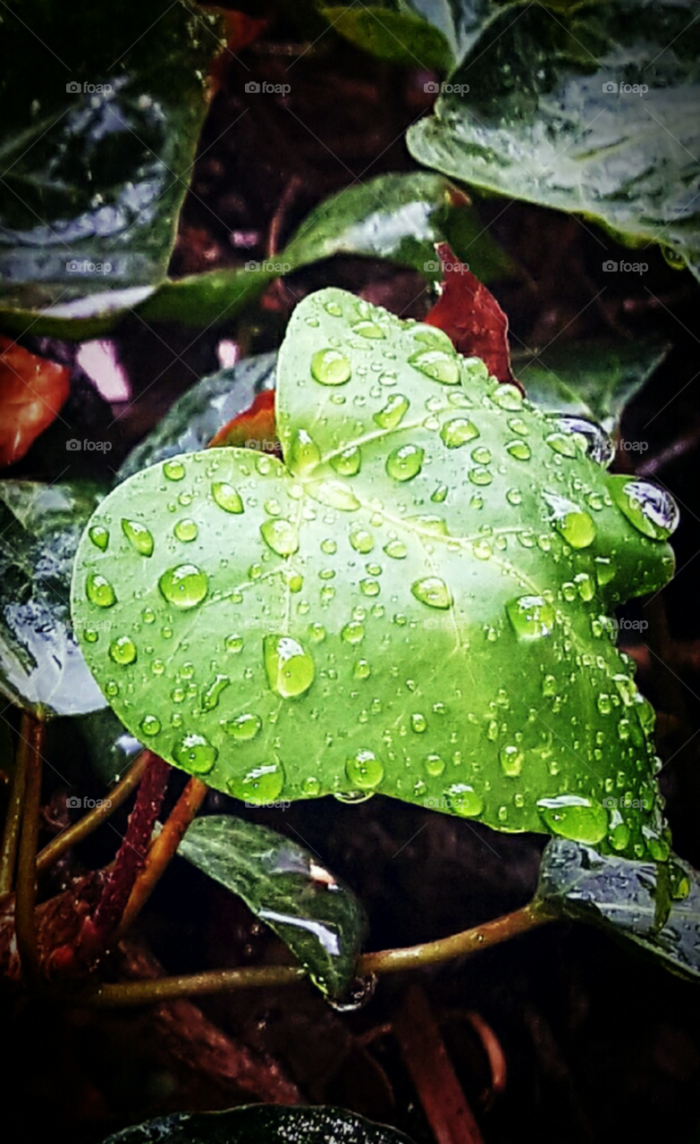 Close up raindrops