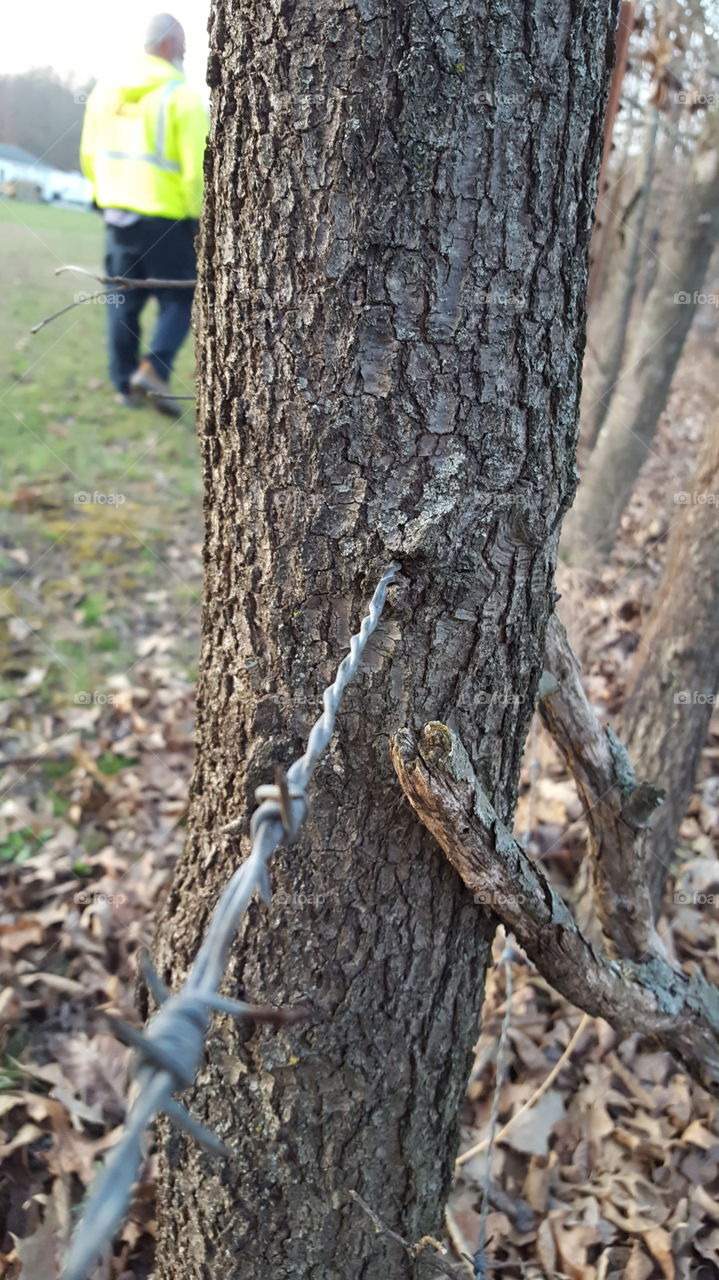 tree overcoming man made wire