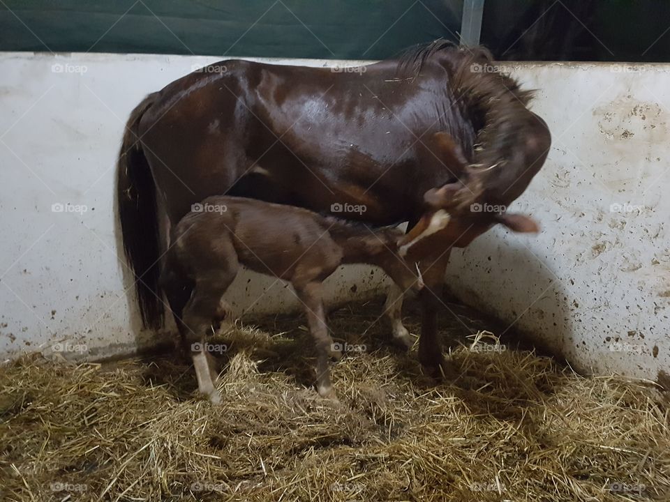 foal loved by mother after birth
