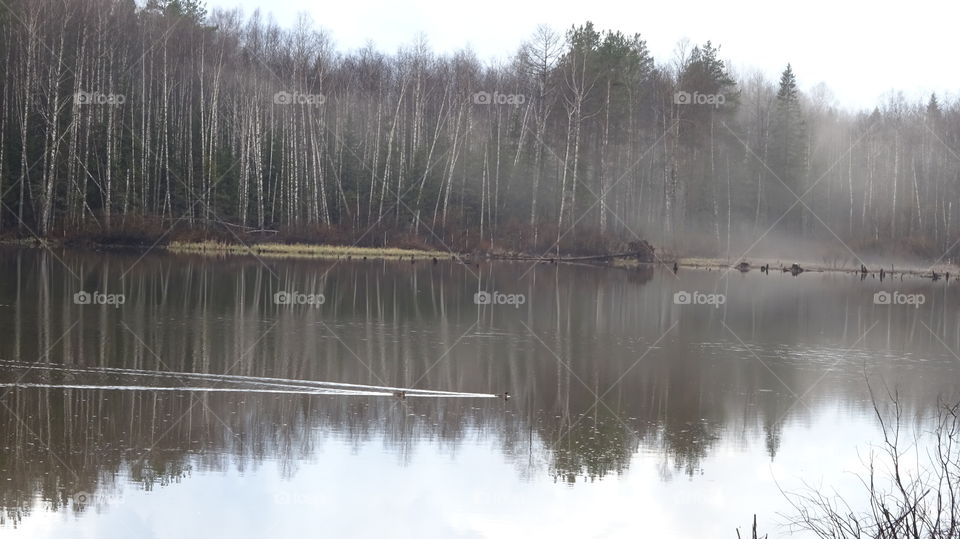 fog over the pond after the May thunderstorm