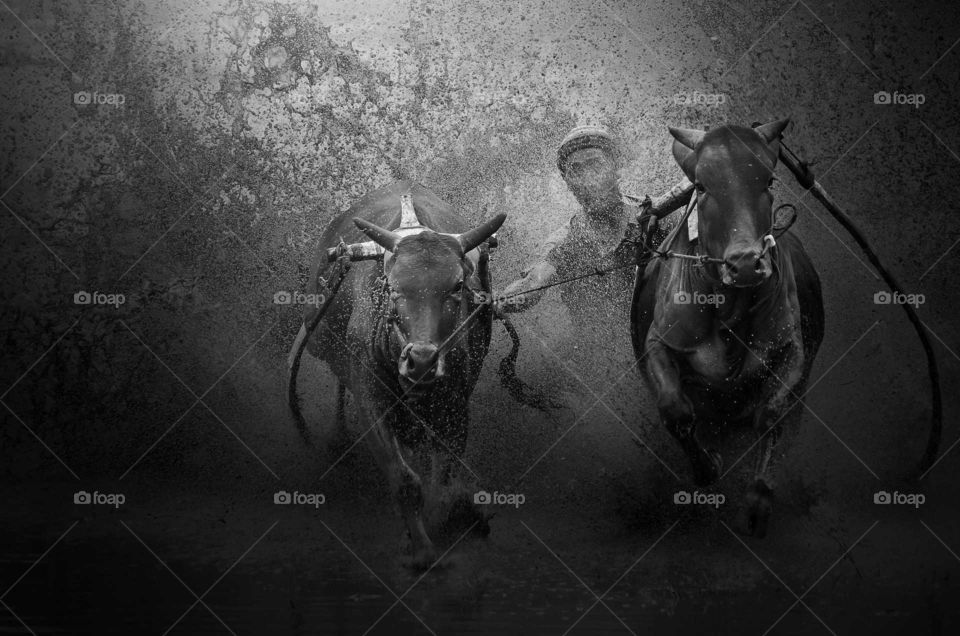 Cowboy passing through the muddy road