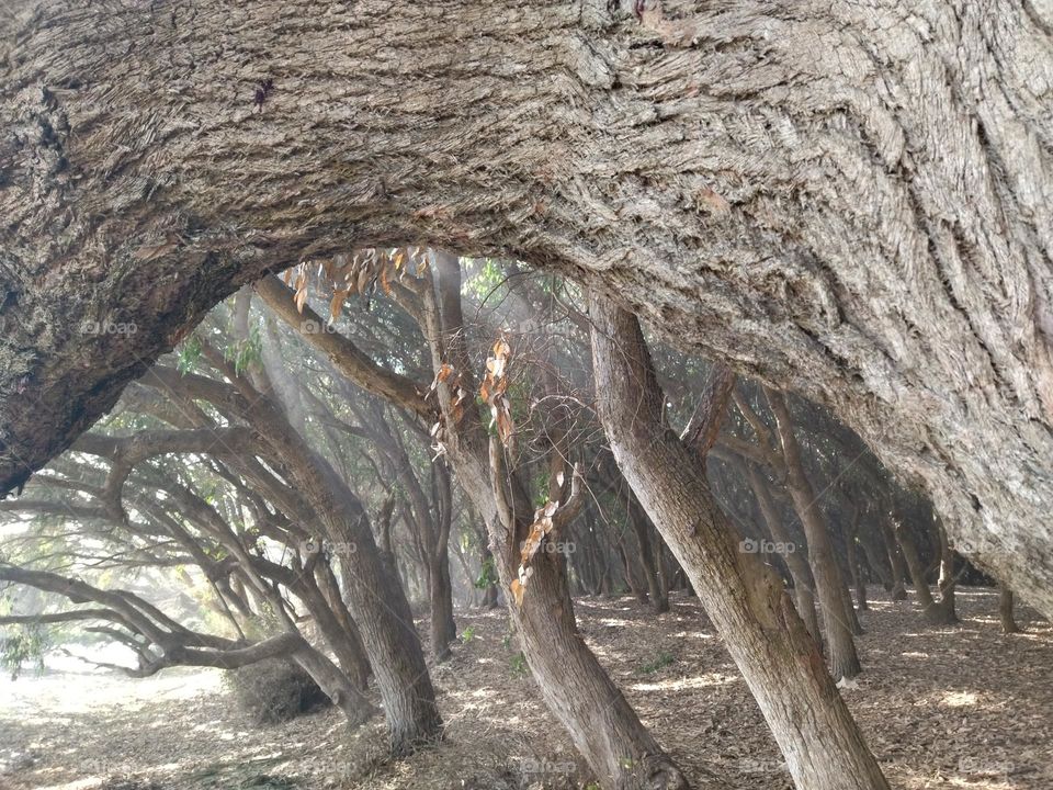 Forest and trees