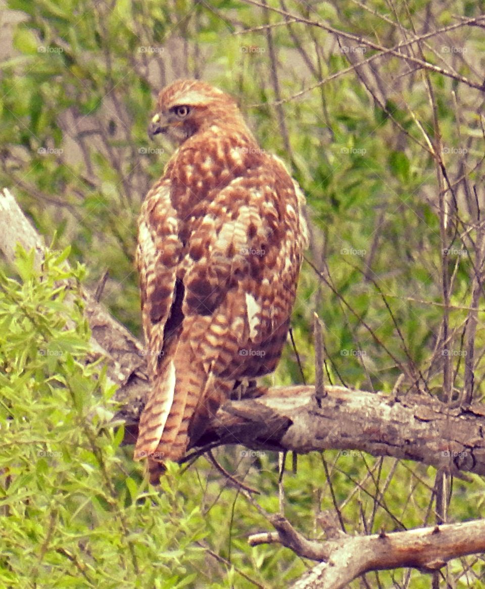 Red Tailed Hawk