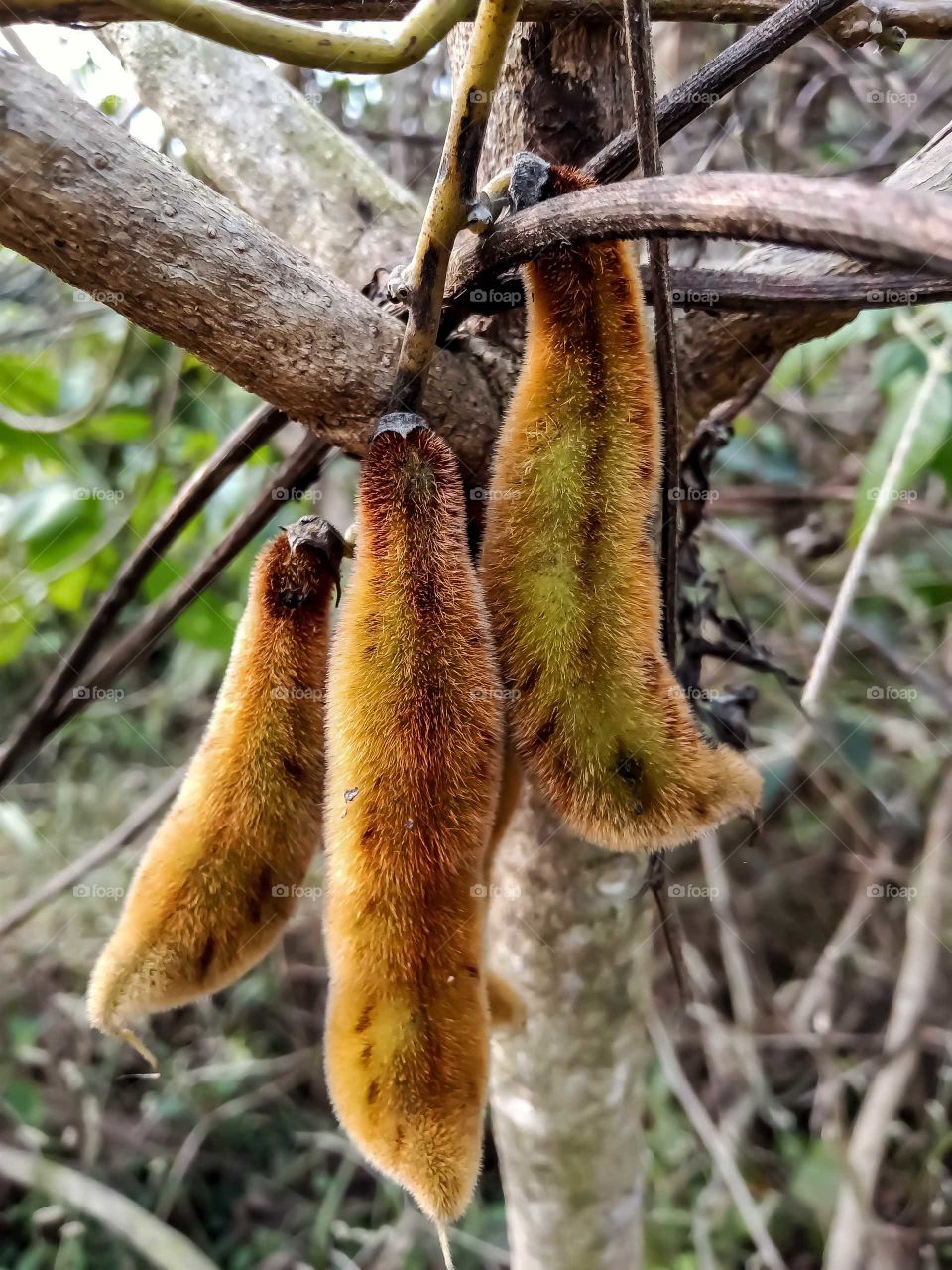 Beautiful velvet bean image india