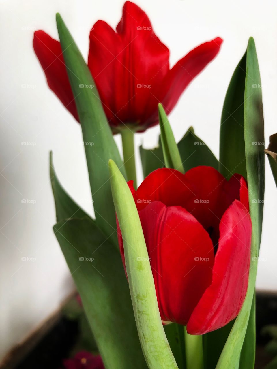 Tulips. Beautiful and Delicate flowers. Red Tulips mean true and eternal love. Romance is in the air...