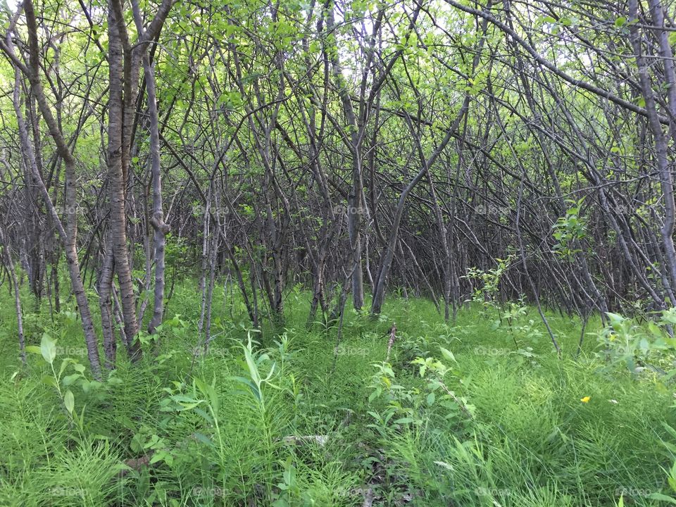 New growth in the woods
I like how the trees emerge from this haze of fresh growth. This shot takes on a different feel when various filters are applied.