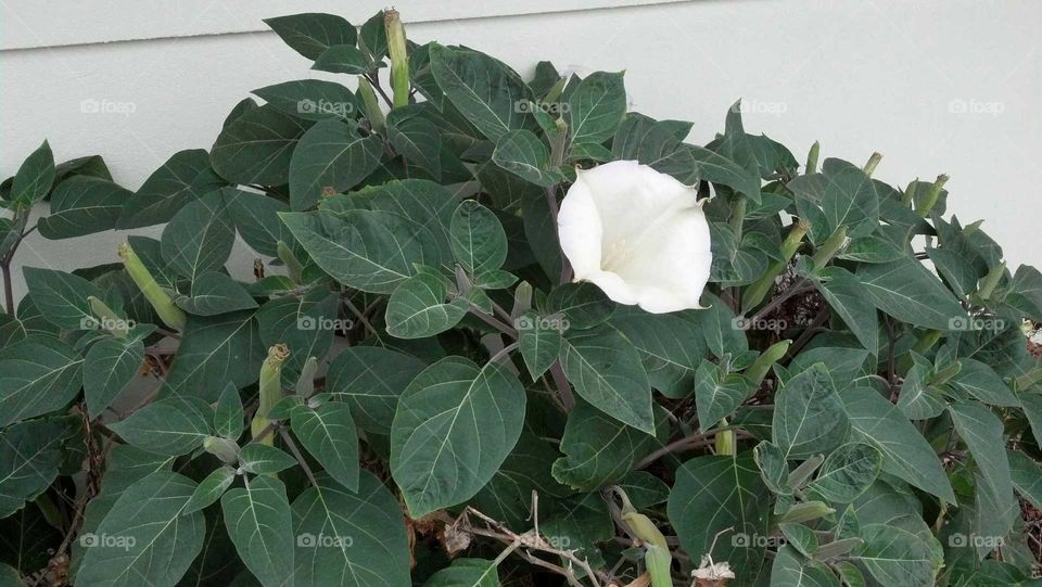 Datura Devil's plant