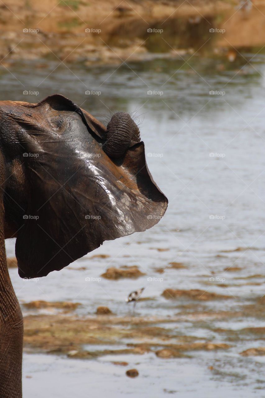 A Gentle Giant cleaning his ear 