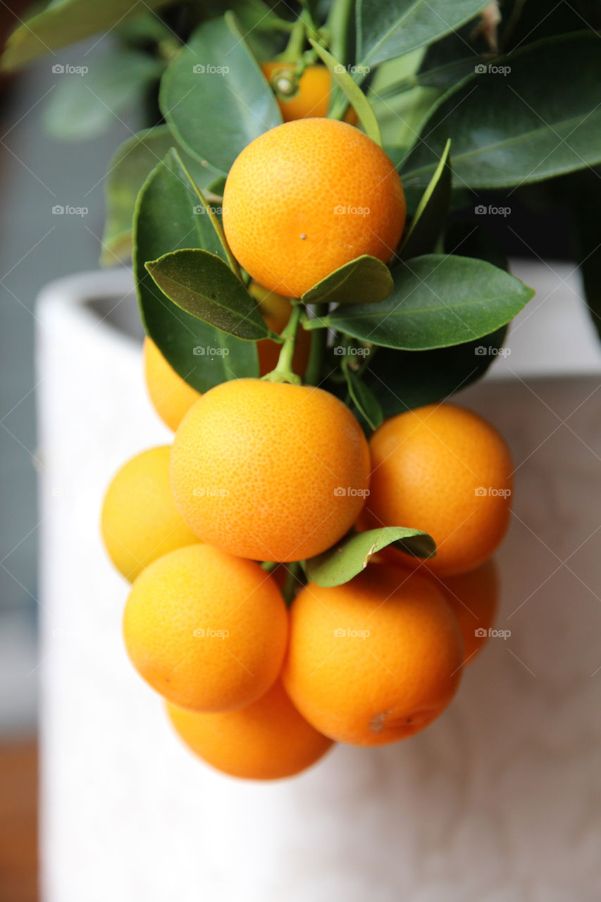Mini orange tree in white pot