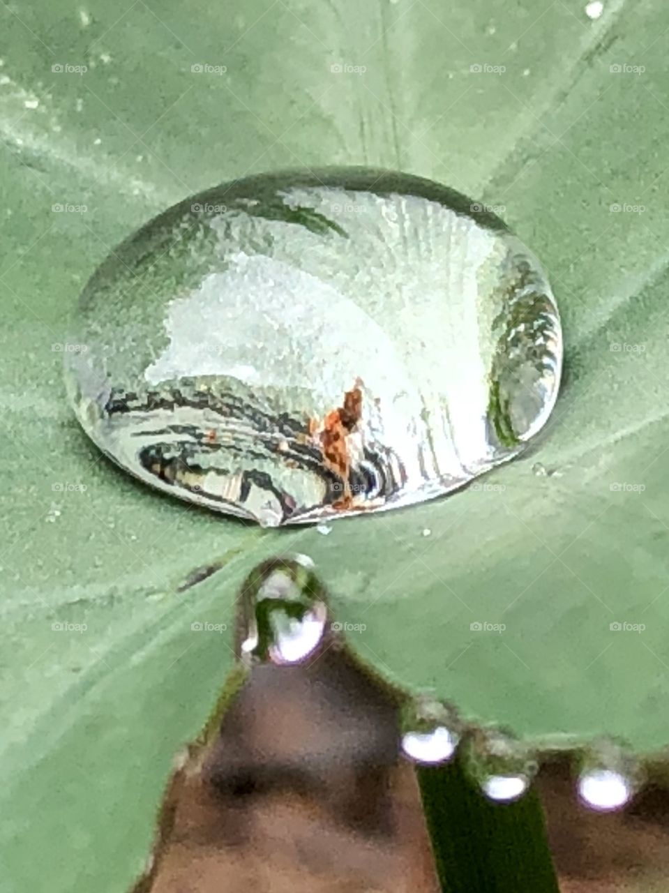 Raindrop trapped in the valley of an elephant ear. After the rain, mirrored reflections abound-