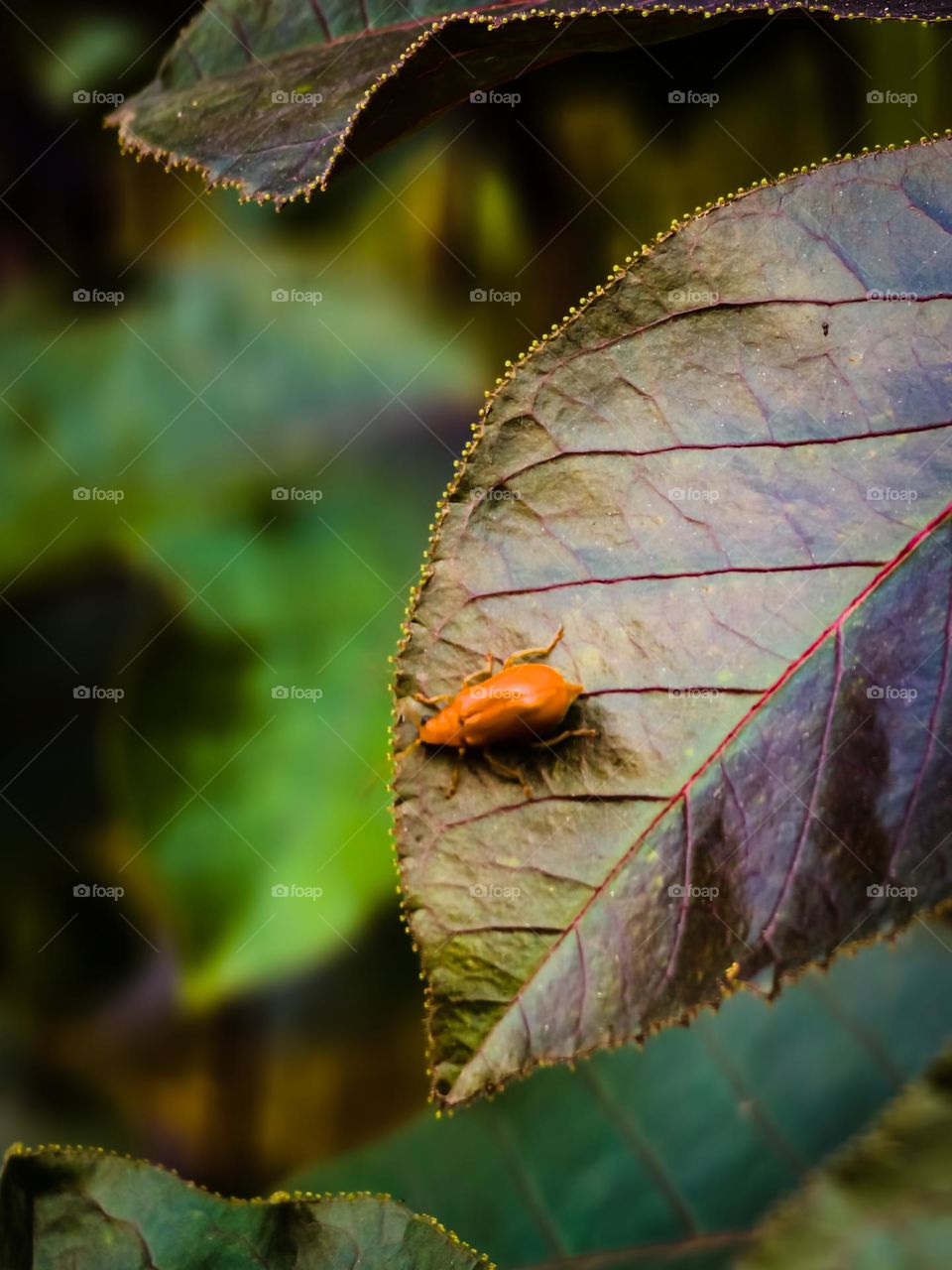 species of leaf beatle