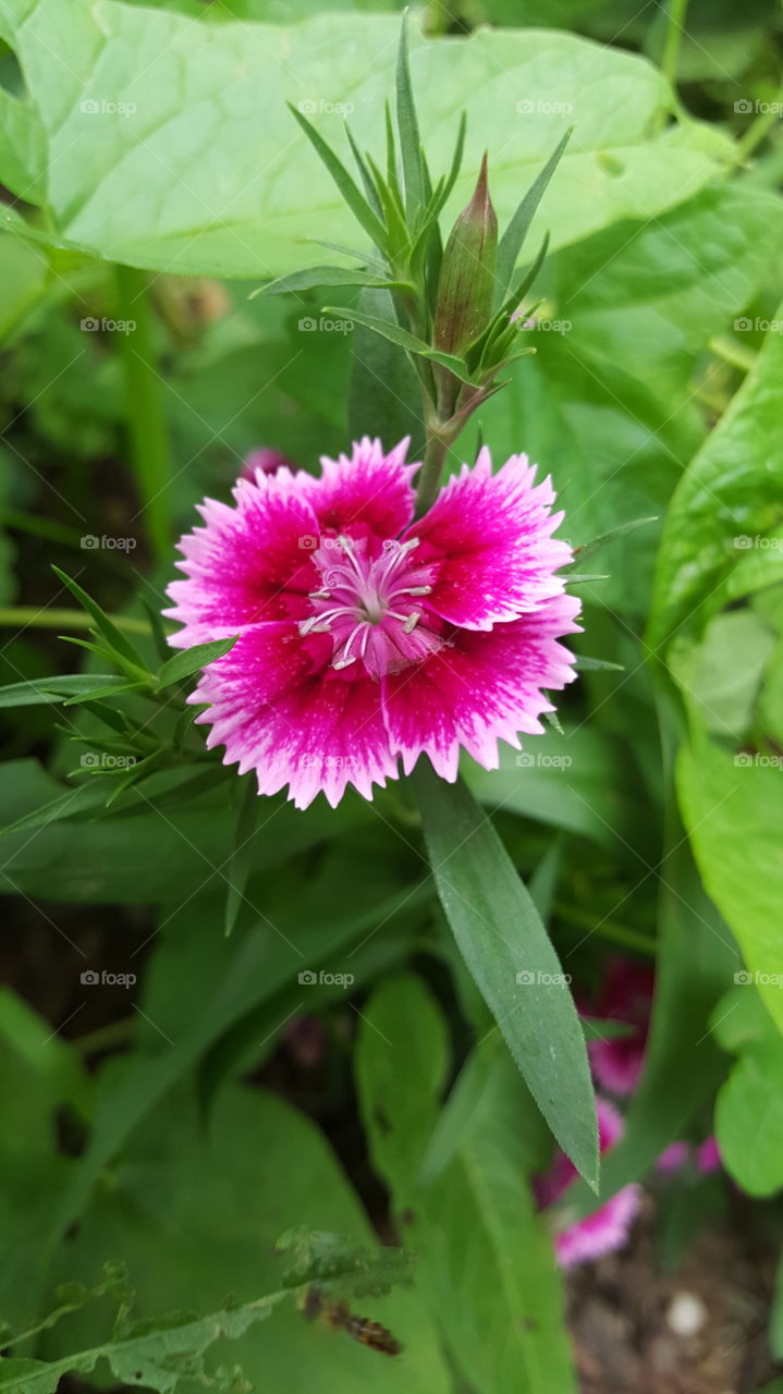 Pretty pretty flower