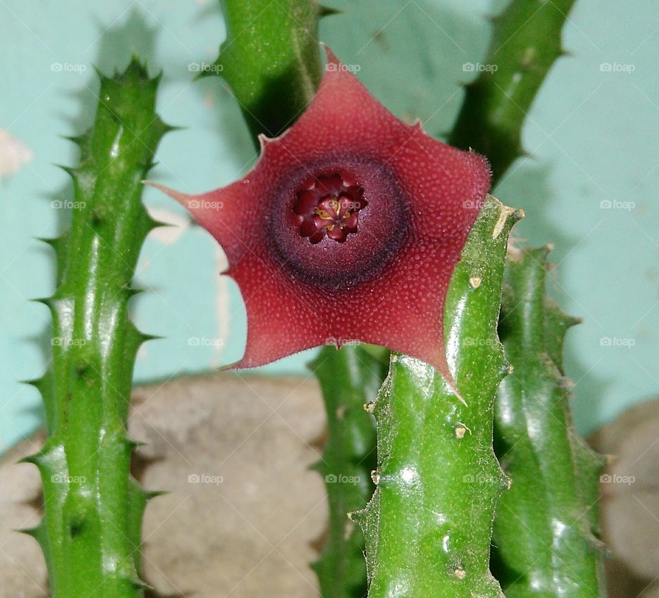 Flôr de cacto ornamental