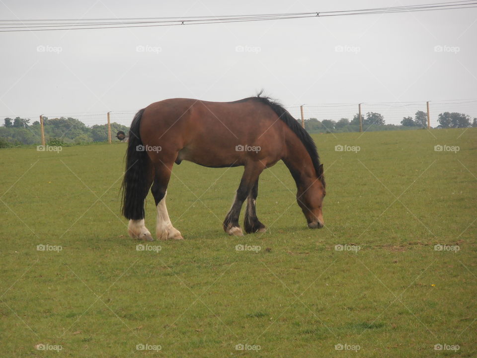 A Brown Horse Eating Grass